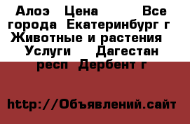 Алоэ › Цена ­ 150 - Все города, Екатеринбург г. Животные и растения » Услуги   . Дагестан респ.,Дербент г.